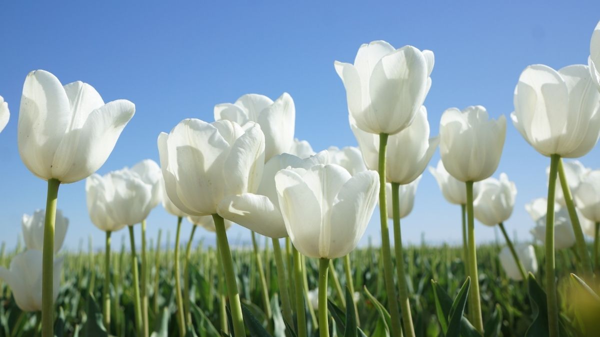 Hình hoa Tulip trắng
