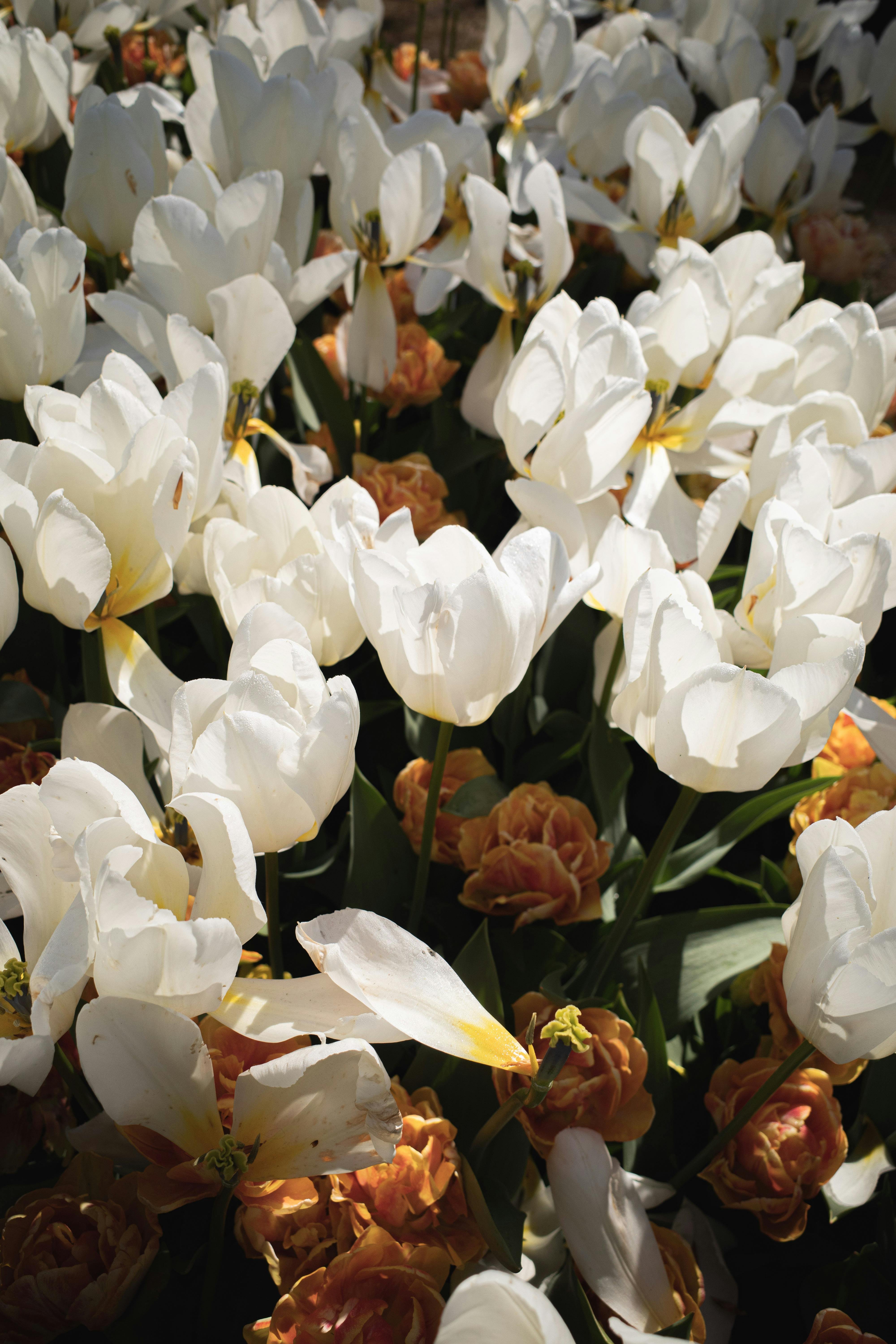 Hình nền hoa Tulip trắng cực đẹp