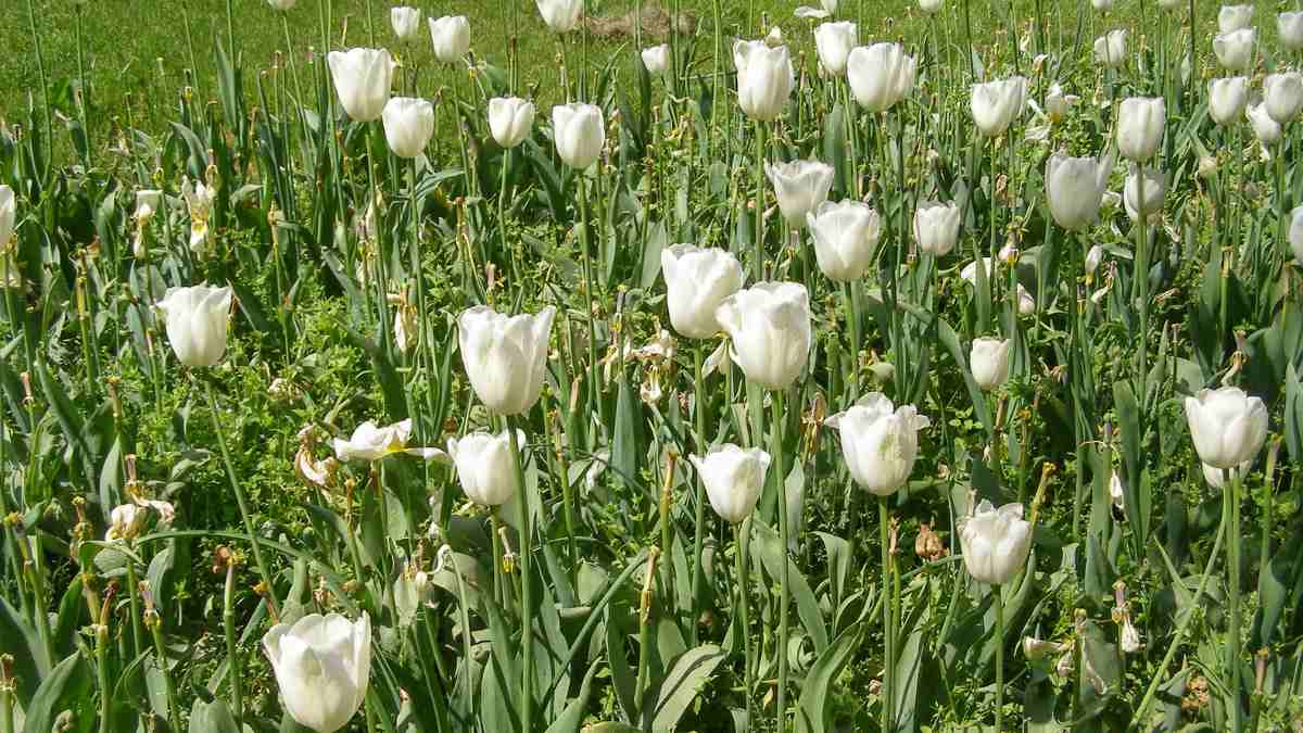 Hình nền hoa Tulip trắng đẹp