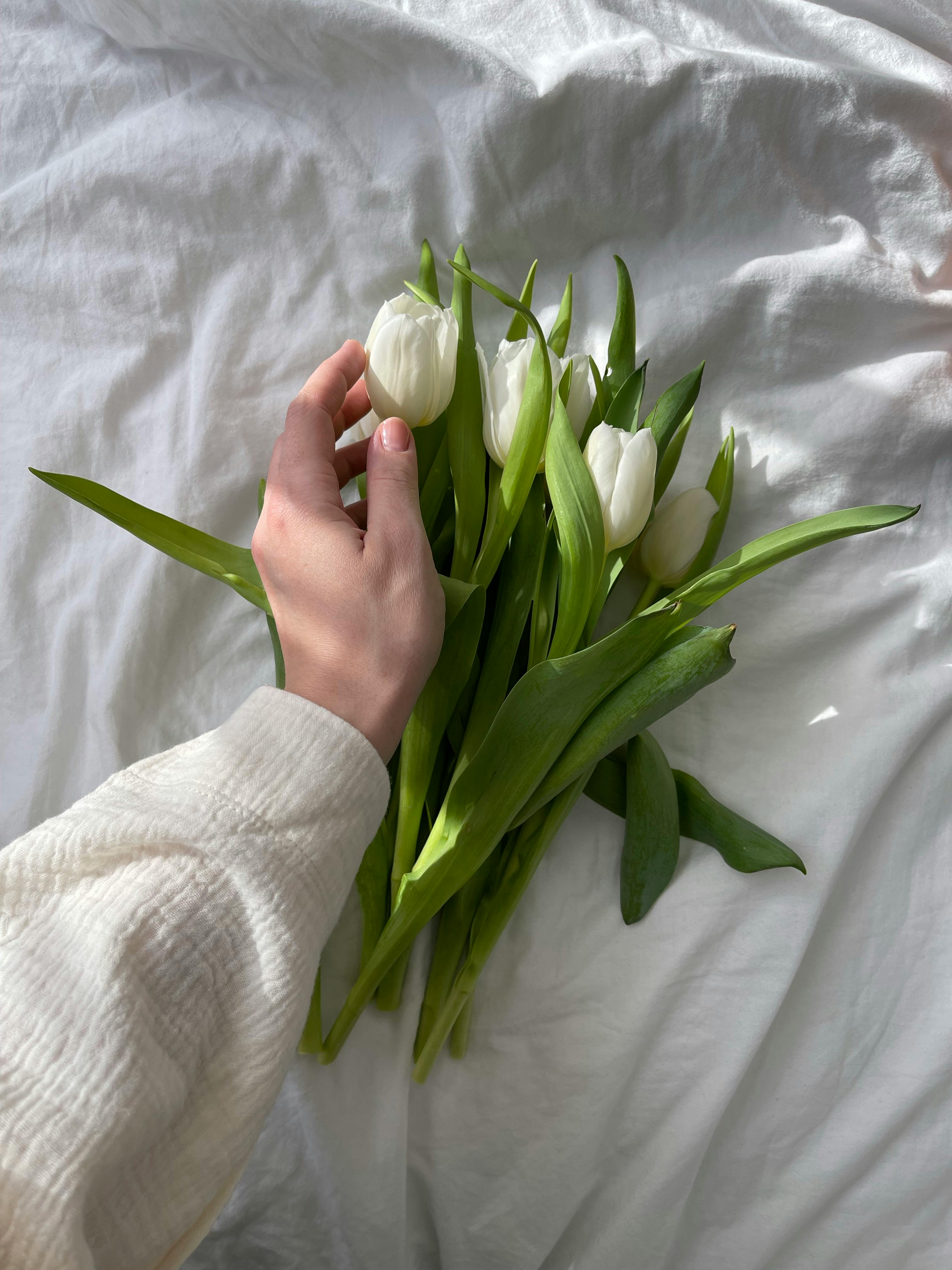 Hình nền hoa Tulip trắng siêu đẹp