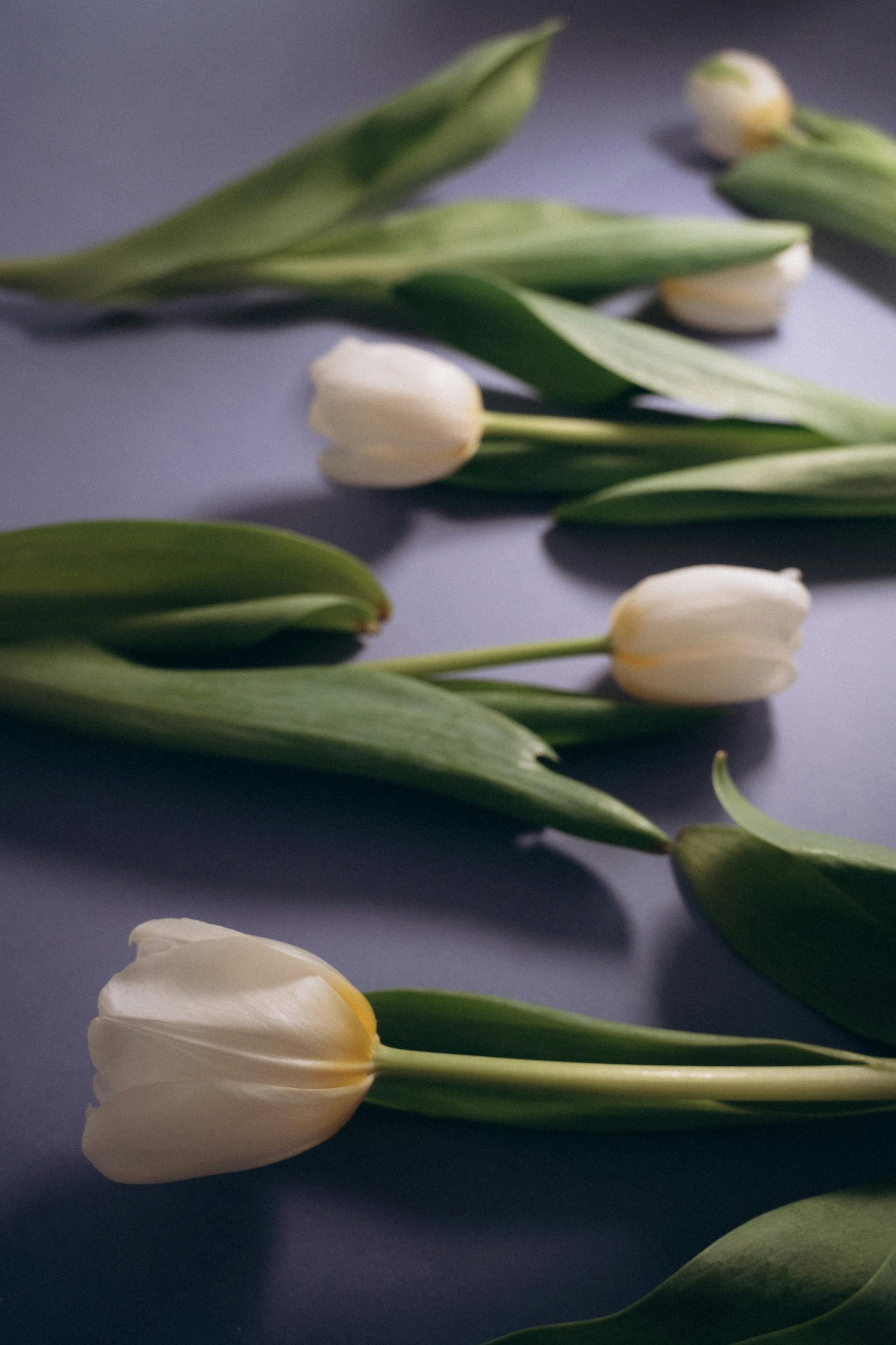 Hình nền hoa Tulip trắng tuyệt đẹp
