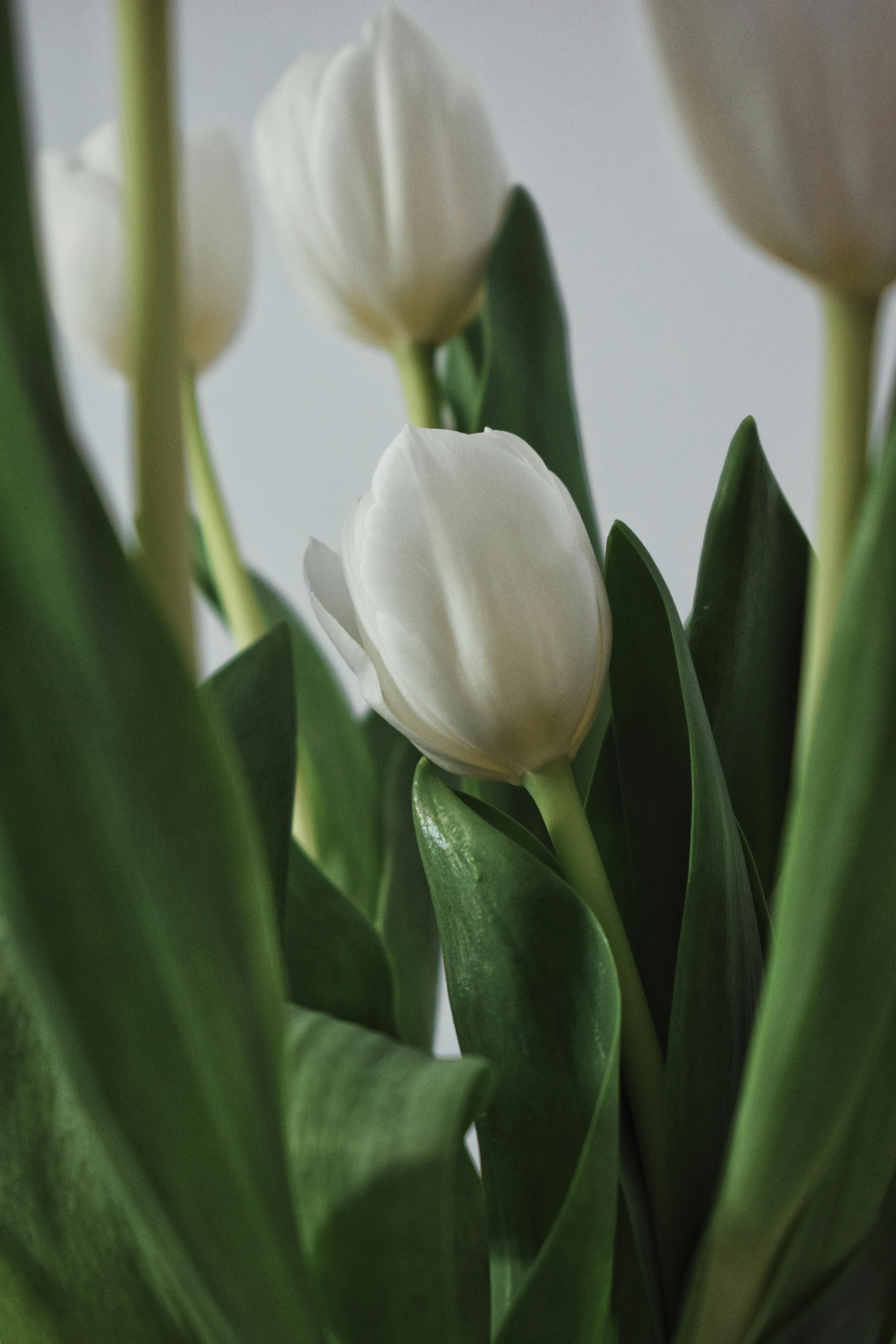 Hình wallpaper hoa Tulip trắng cực đẹp