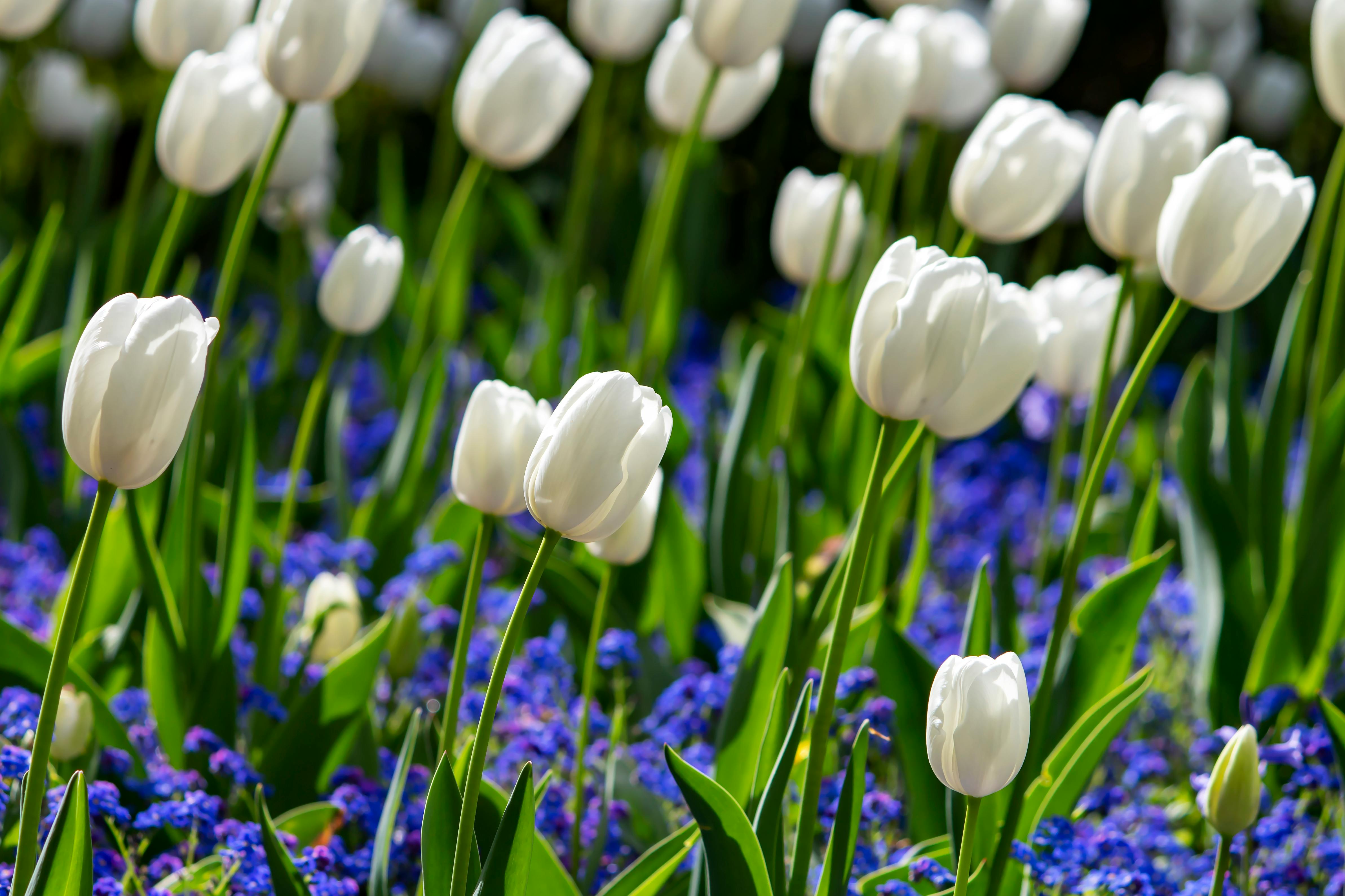 Wallpaper hoa Tulip trắng cực đẹp