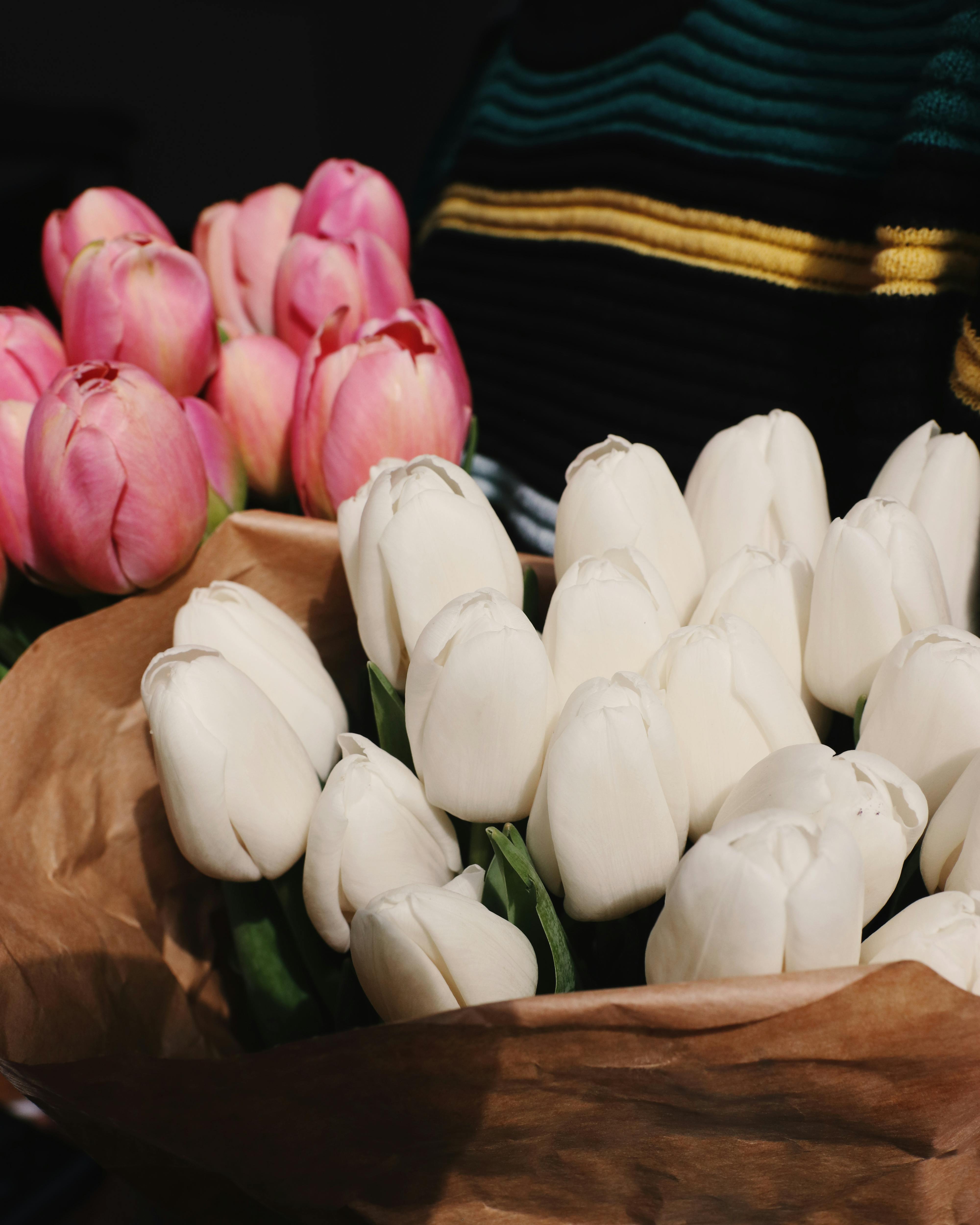 Wallpaper hoa Tulip trắng đẹp nhất