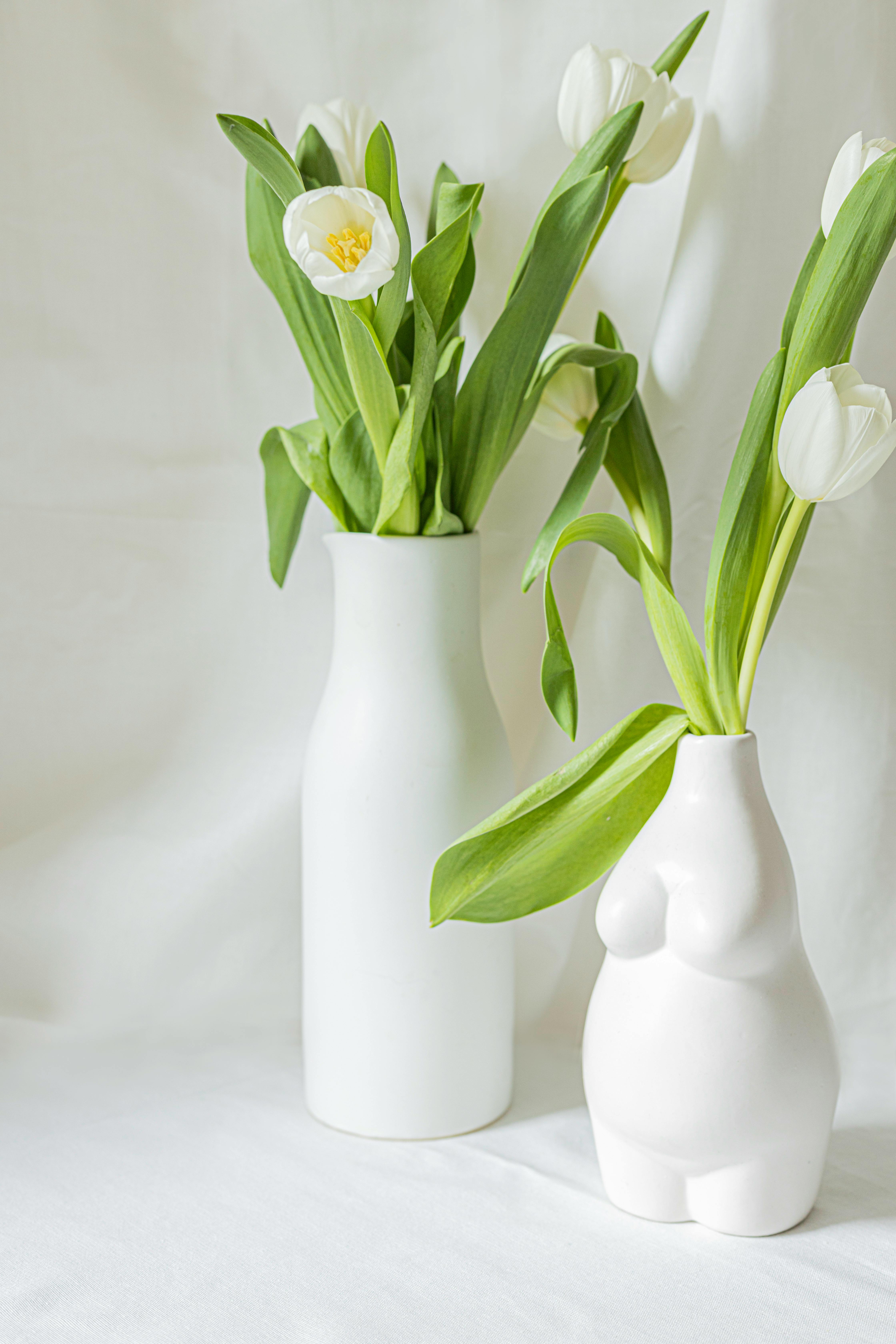 Wallpaper hoa Tulip trắng siêu đẹp