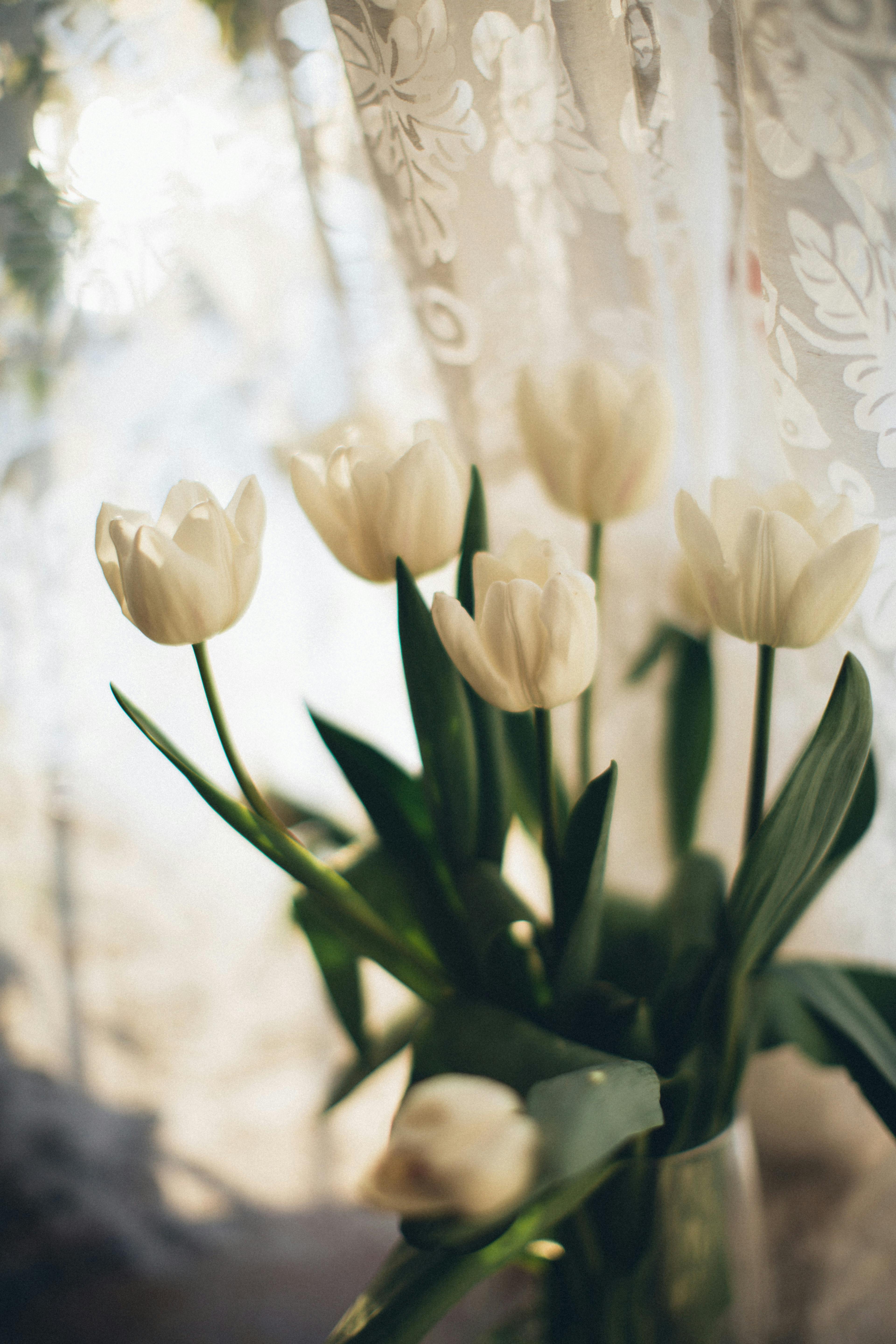 Wallpaper hoa Tulip trắng