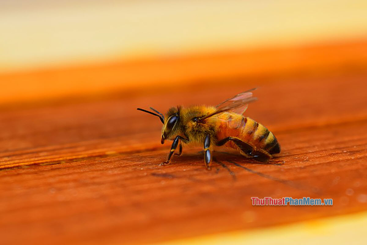 Cách xử lý khi ong bay vào nhà