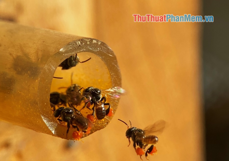 Ý nghĩa của hiên tượng ong bay vào nhà