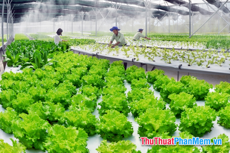 Buôn bán rau sạch Buôn bán rau sạch