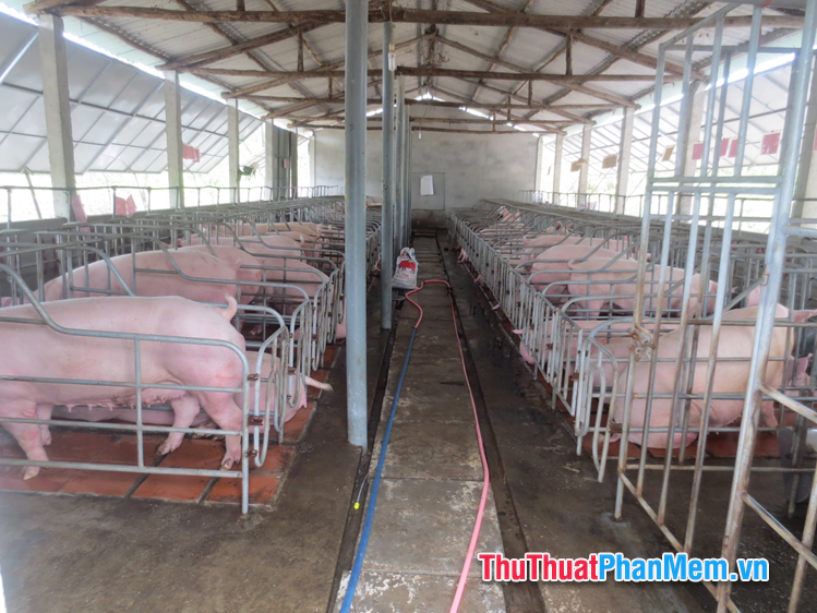 Chăn nuôi gia súc, gia cầm đạt chuẩn Chăn nuôi gia súc, gia cầm đạt chuẩn