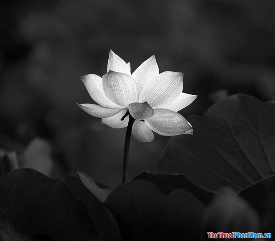 Avatar bông hoa sen trắng cho gia đình có người thân đã khuất