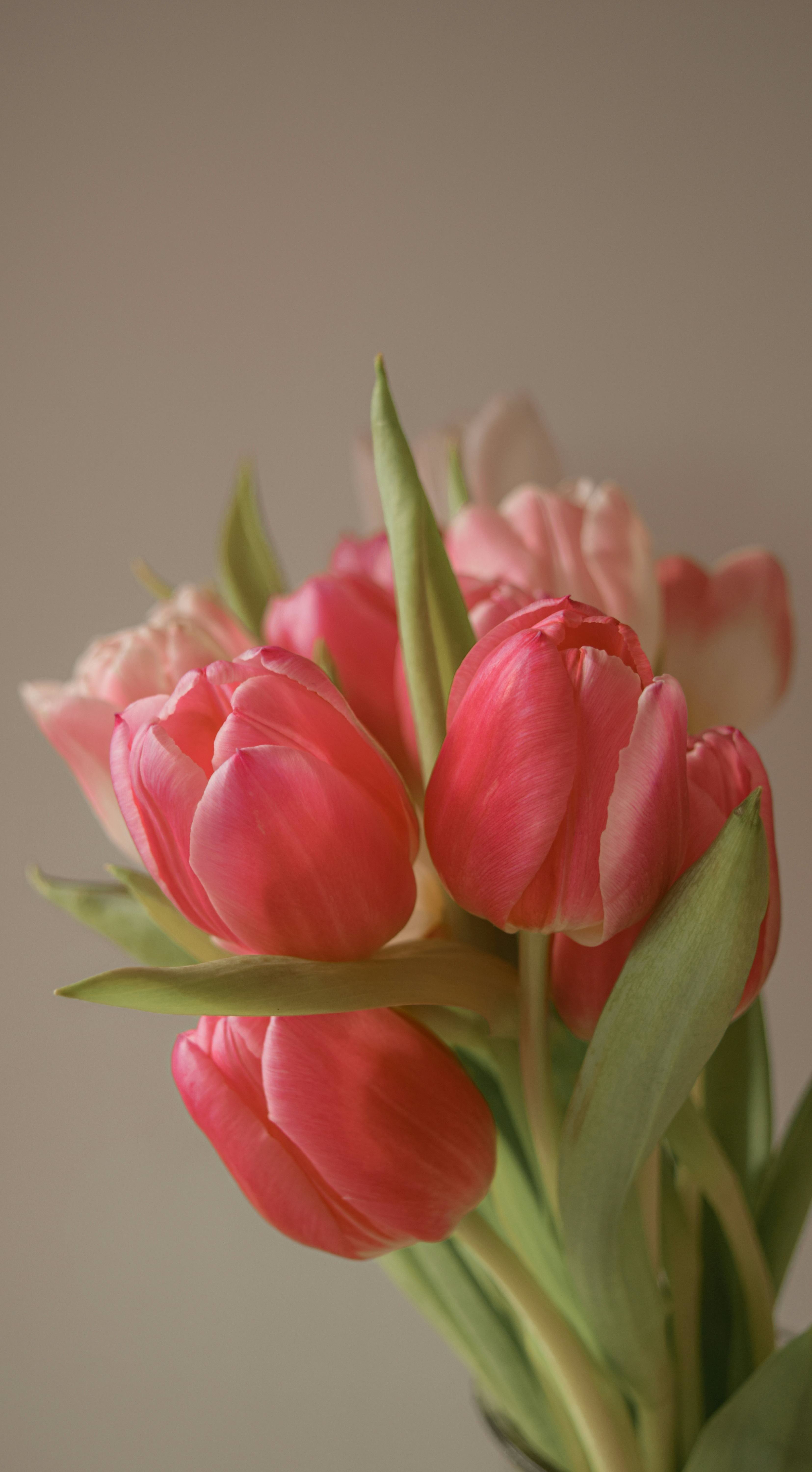 Ảnh nền hoa tulip cute cho điện thoại
