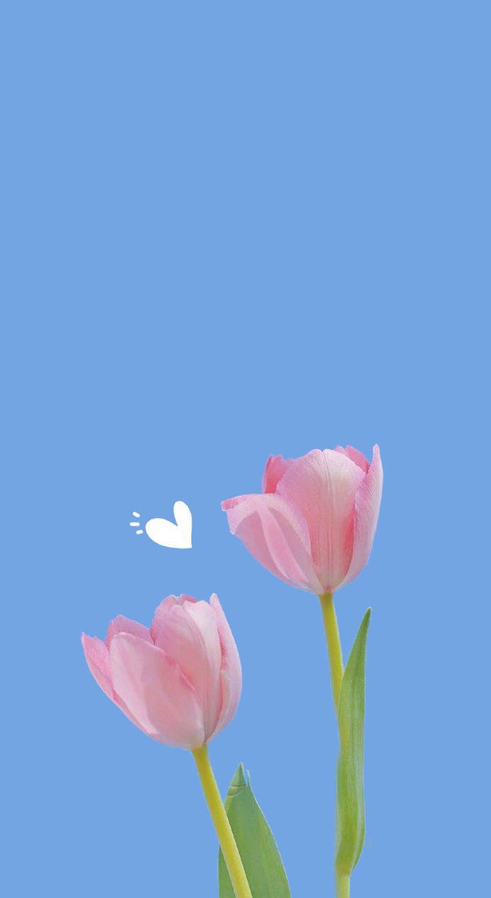 Ảnh nền hoa tulip cute dành cho điện thoại