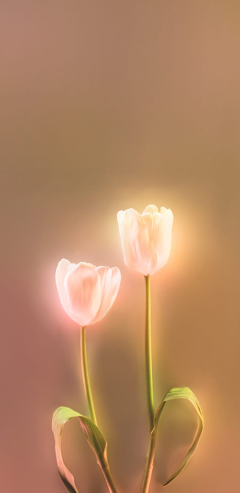 Hình nền điện thoại hoa tulip đẹp