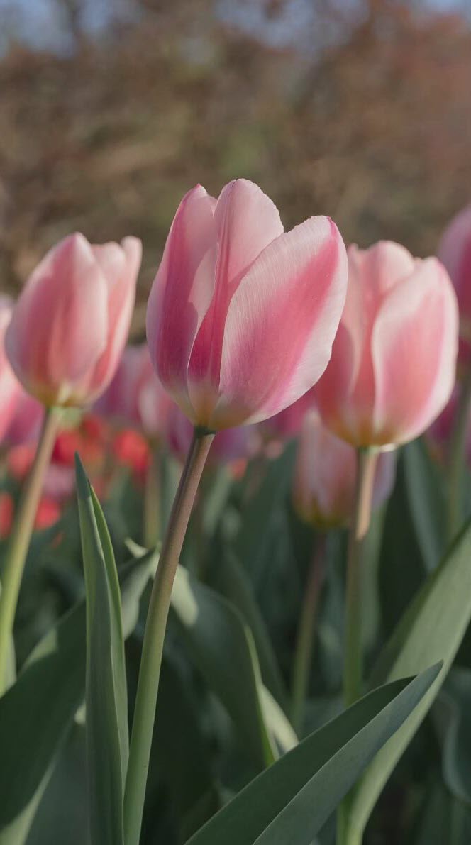 Hình nền điện thoại hoa tulip