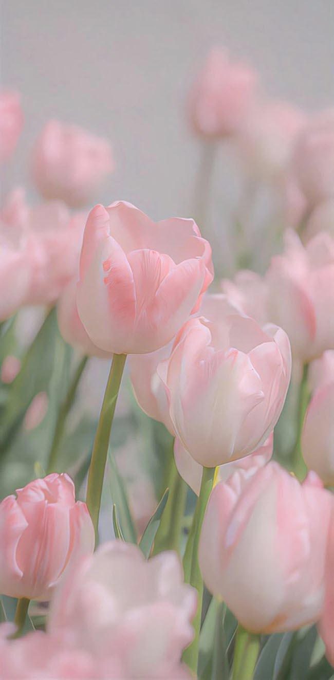 Hình nền hoa tulip cho điện thoại iOS