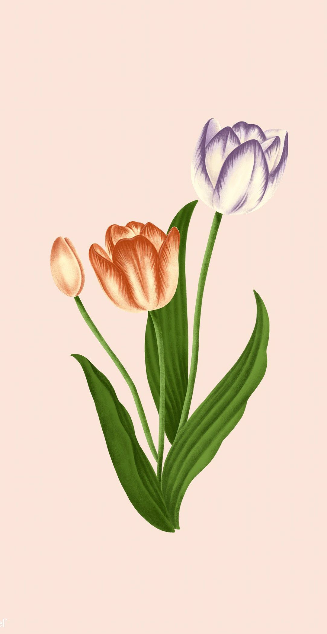 Hình nền hoa tulip cho điện thoại