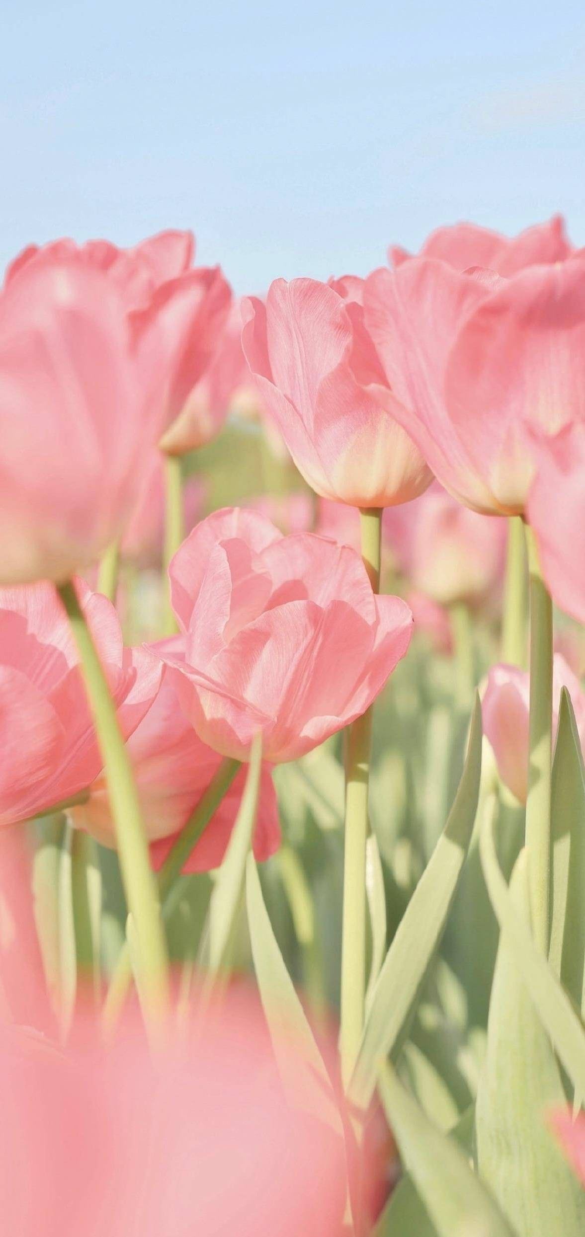 Hình nền hoa tulip cute Android