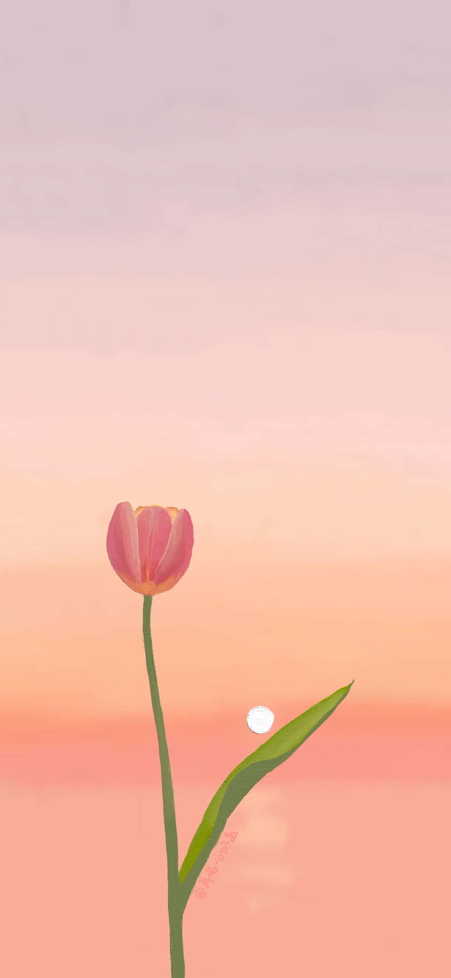 Hình nền hoa tulip cute cho điện thoại iOS
