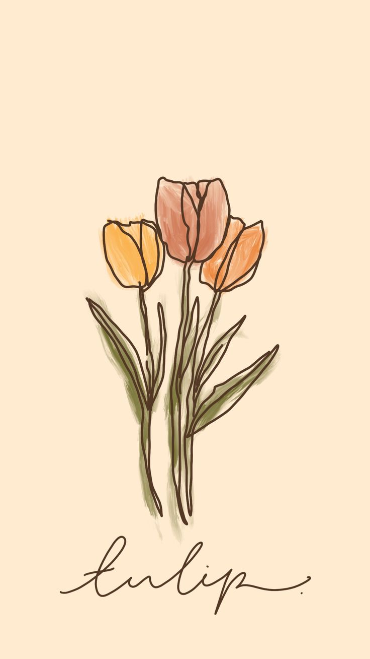 Hình nền hoa tulip cute đẹp