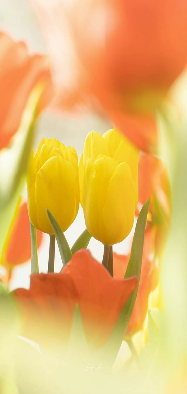 Hình nền hoa tulip dễ thương nhất