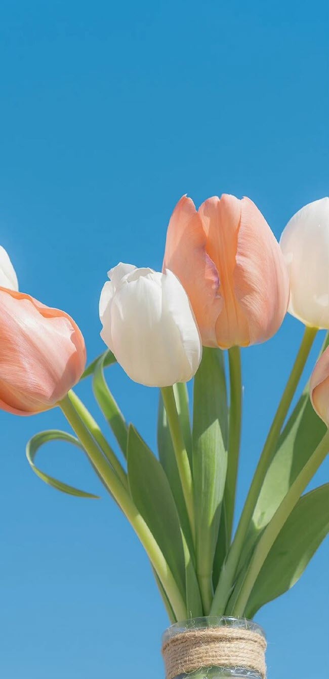 Hình nền hoa tulip dễ thương