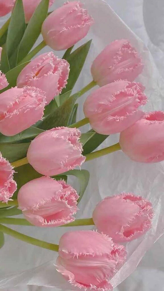 Hình nền hoa tulip đẹp nhất cho điện thoại iOS