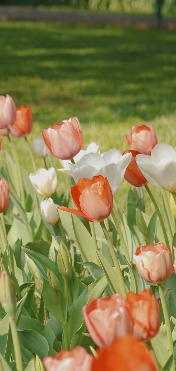 Hình nền hoa tulip đẹp nhất