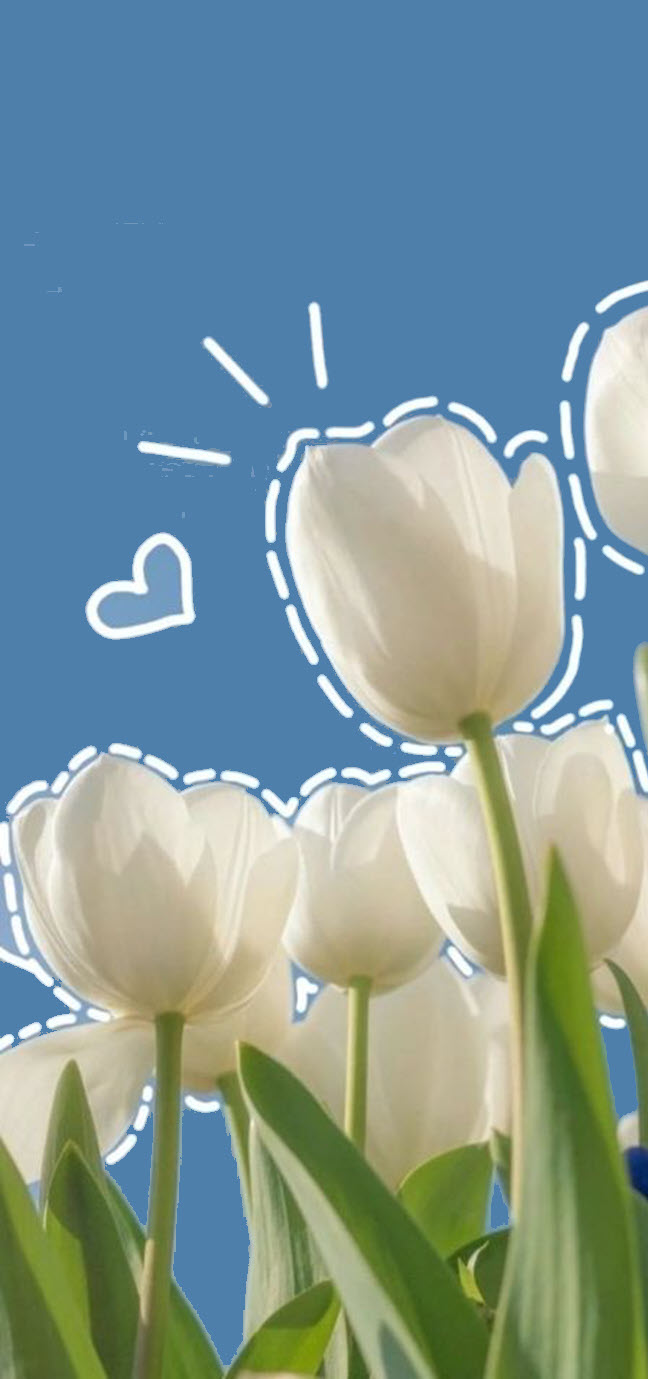 Nền hoa tulip cute cho điện thoại